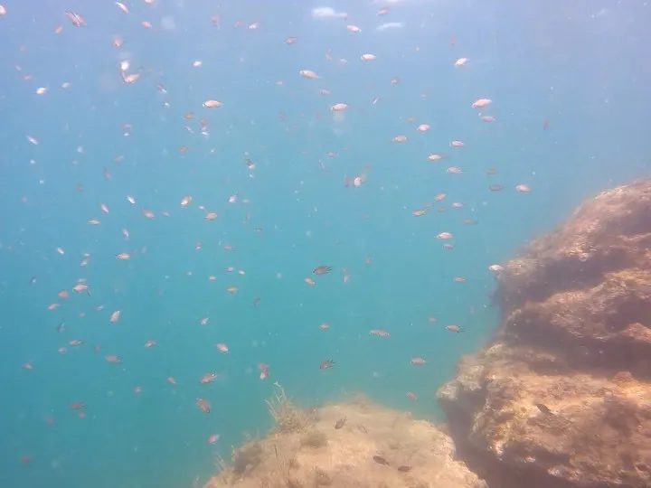 My first time diving in Japan!...